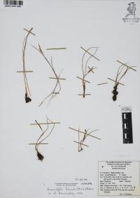 Nemastylis tenuis image